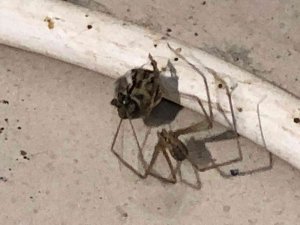 Örümcek Önce Ağını Kurdu, Sonra Bal Arasını Uzun Süre Bekleyerek Avladı