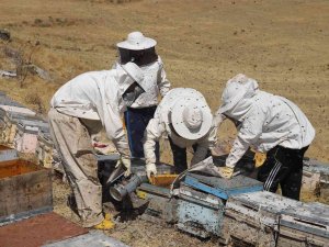 Süphan Dağı Eteklerinde Bal Sağımı