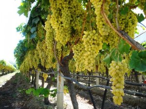 Cumhurbaşkanı Erdoğan’ın Açıklaması Yaş Üzüme De Yaradı