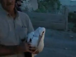 Anneleri Ölünce Yuvalarında Mahsur Kalan Yavru Leyleklerin İmdadına Ekipler Yetişti