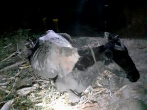 Çamura Saplanan İneğin Yardımına İtfaiye Yetişti