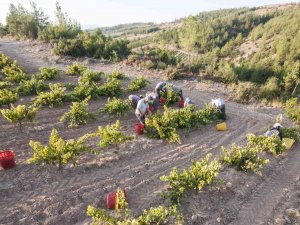 Organik Üzüme Geleneksel Kurutma Yöntemi