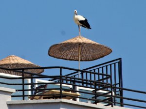 Vefalı Leylek Avşarlı Kuşadası’nı Terk Etmedi