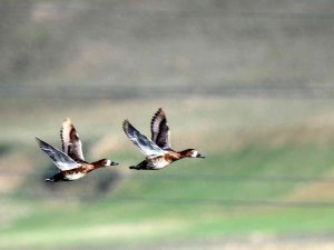 Göçmen Kuşların Afrika- Asya Yolculuğunun Mola Noktası: Ekşisu Sazlığı Sulak Alanı