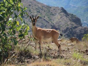 Yaban Keçileri Munzur Dağlarına Güzellik Katıyor