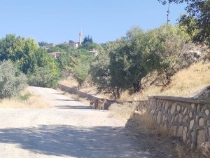 Koruma Altındaki Dağ Keçileri Şehre İndi