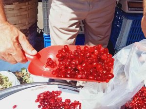 Orman Ve Dere Yataklarından Toplanan Kızılcık, Tezgahlarda Yerini Aldı