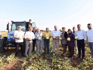 Kavun Diyarında Hasat Yapıldı