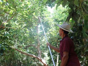 Türkiye’nin Yüzde 70 Avokado Üretimi Yapılan Alanya’da Hasat Heyecanı