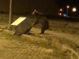 Sarıkamış’ta Boz Ayı Caddeye İndi