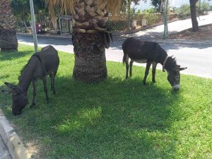 Bodrum’da Başıboş Eşeklerin Çimen Keyfi
