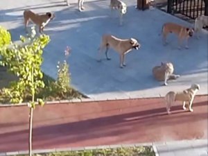 Başıboş Köpekler Korku Salıyor