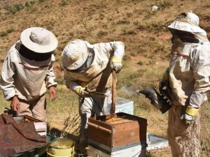 Bitlis Balı Londra’da ‘Altın Bal’ Yarışmasında Birinci Oldu