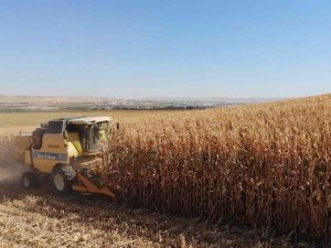 Batman’da Mısır Hasadı Başladı, Üretici Verimden Umutlu