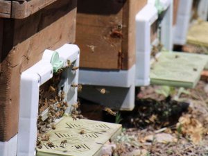 Dünya Arıcılık Kongresi Apimondia’da, Türkiye, Dünya İkincisi