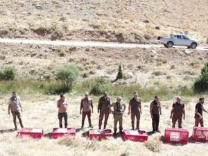 Keklikler Dron İle Görüntülendi