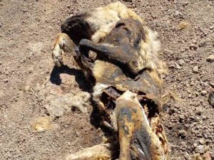 Elazığ’da Vahşet: Köpeği Yakıp Cansız Bedenini Tarlaya Attılar