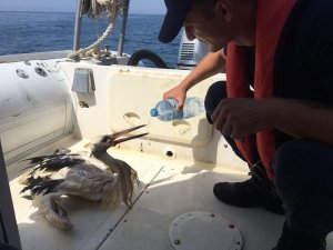 Yaralı Leyleğin İmdadına Sahil Güvenlik Yetişti