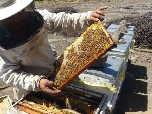 32 Yıllık Arıcından Sahte Bal Uyarısı