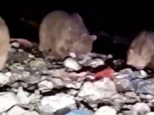 20’den Fazla Ayı Karnını Doyurmak İçin Çöplüğü İstila Etti