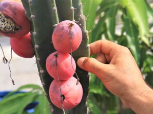 Ejder Meyvesi Ve Hint İncirine Alternatif "Peru Elması"