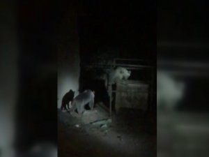 Çöplükte Yiyecek Arayan Ayılar Görüntülendi