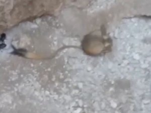 Elazığ’da Arap Tavşanı Görüntülendi