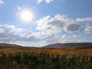 Ay Çiçeği Üretimi Yüzde 400 Arttı