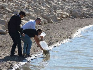 Binlerce Sazan Yavrusu Suya Bırakıldı
