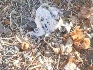 Elazığ’da Köpekler Kümese Girdi, 35 Tavuğu Telef Etti