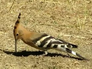 Eşlerine Bağlılıklarıyla Bilinen İbibik Kuşlarının Yem Telaşı