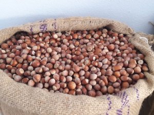 Fındık Fiyatı Yükselme Trendinde