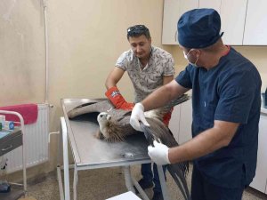 Yaralı Akbaba Tedavi Altına Alındı