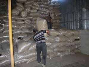 Sandıklı İle Beraber 2 İlçede Daha Haşhaş Kapsülü Alımı Başladı