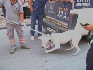 Alkollü Sürücünün Köpeği Polisi Isırdı