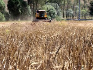 Tmo, Hububat Alım Süresini Uzattı