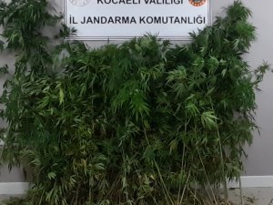 Tarlalarına Kenevir Eken Şahıslara Jandarma Operasyonu