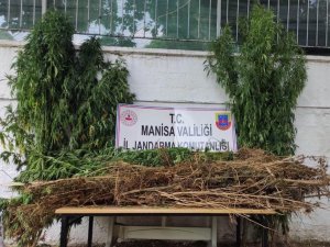 Manisa’da Jandarmadan Kenevir Operasyonu