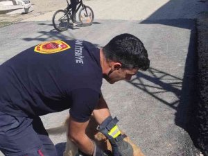 Rögara Düşen Köpek Kurtarıldı