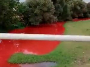 Tarım İlacı Karışan Derenin Rengi Kırmızıya Döndü