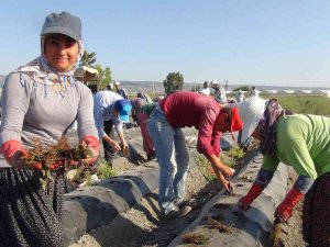 70 Milyon Çilek Fidesi Toprakla Buluşuyor