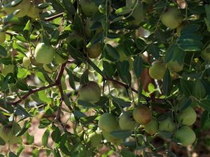 Başkan Çerçioğlu, Alternatif Tarım Ürünleriyle Aydın Çiftçisine Destek Oluyor