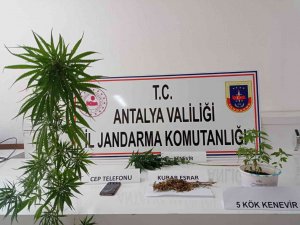 Kumluca’da Evin Çatısında Kenevir Ele Geçirildi