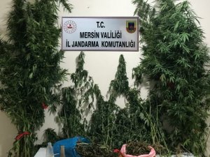 Mersin’de Yasa Dışı Kenevir Eken 3 Şüpheli Yakalandı