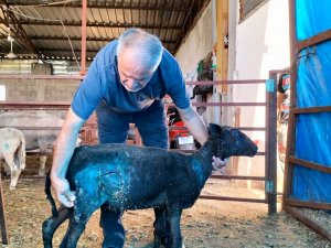 Osmaniye’de Sokak Köpekleri Küçükbaş Hayvan Çiftliğine Saldırdı