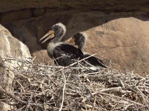 Bozkırın Yaban Hayatı Fotokapanda