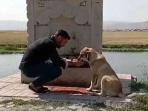 Sıcaktan Bunalan Köpeğe Elleri İle Su Verdi