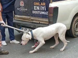Alkollü Sürücüyü Araçtan İndirmeye Çalışan Polis Kolunu Köpeğe Kaptırdı