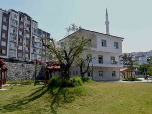 Kesilmekten Kurtarılan Ağaçlar Parklara Dikiliyor