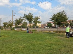 Derince’nin Yeşil Alanları Temizleniyor